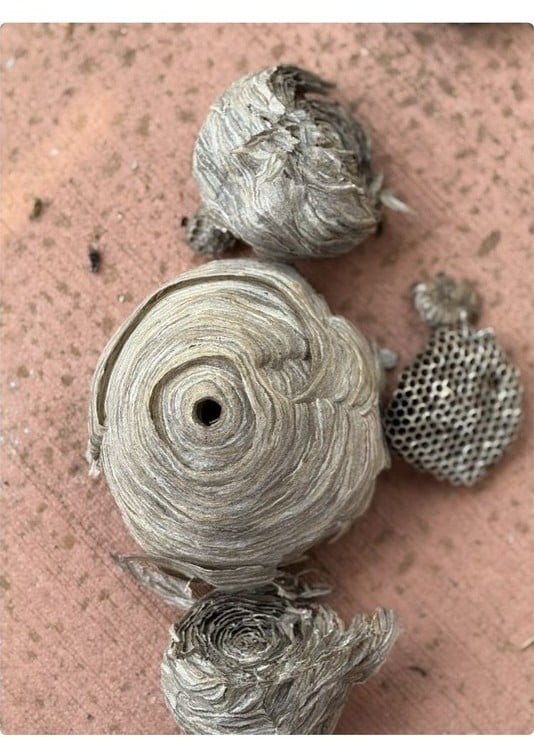 Four removed bald-faced hornet nests laid out on a patio, one cut open to expose the hexagonal brood comb inside.