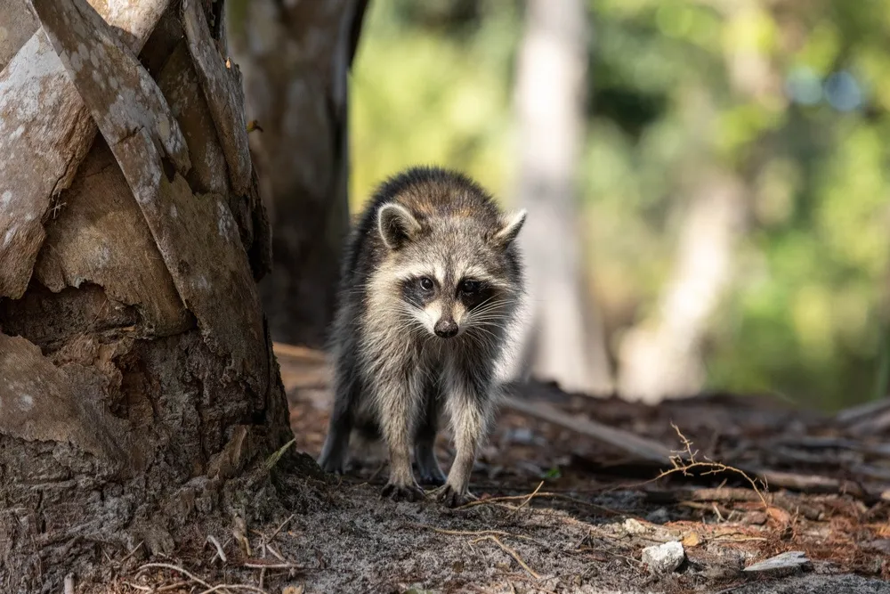 Raccoon standing near a tree in a Wisconsin wooded area.