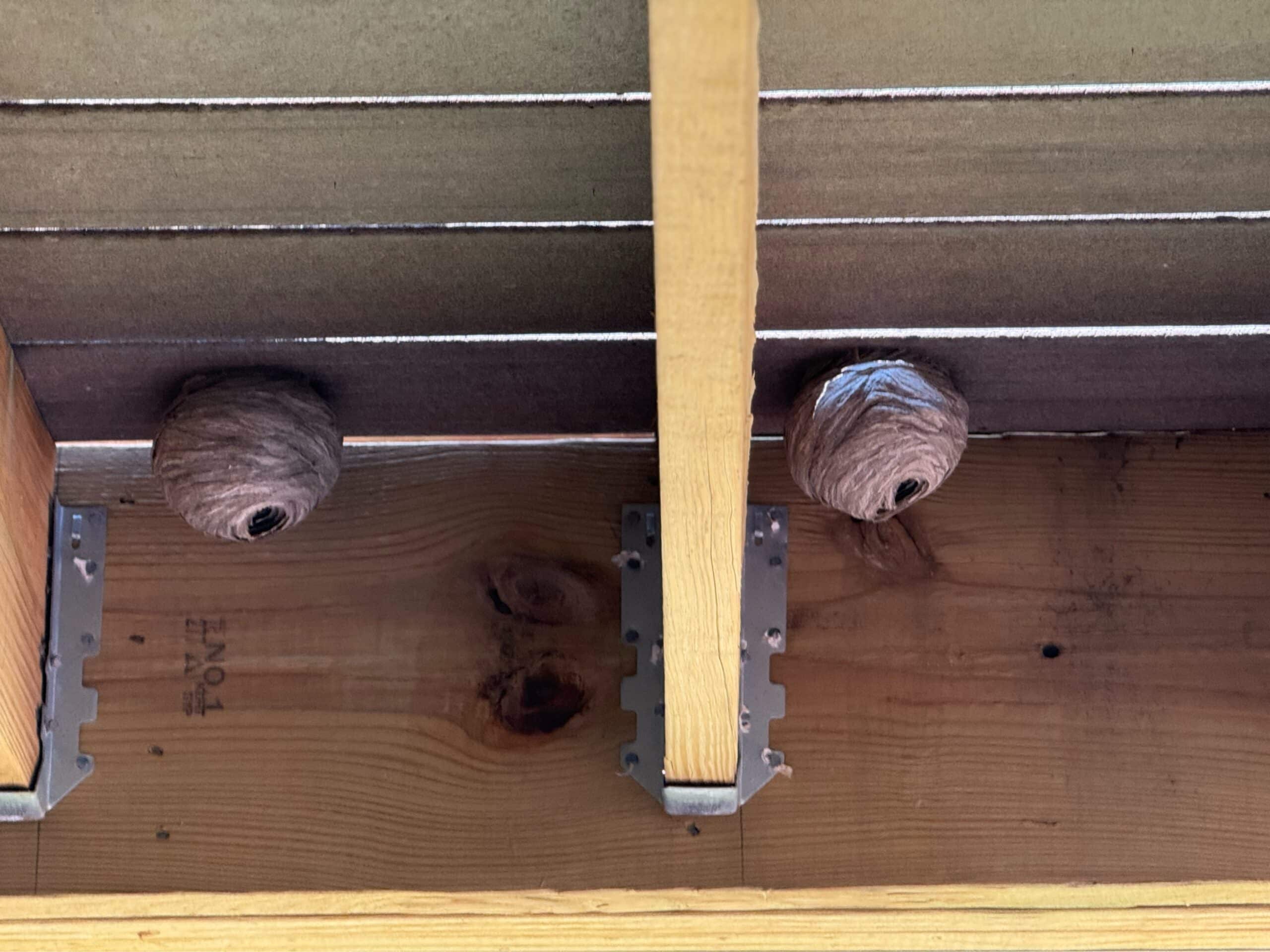 Two separate bald-faced hornet nests built about three feet apart in the same soffit-to-rafter gap.