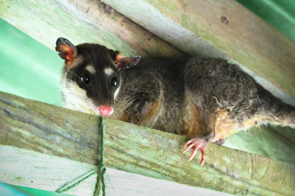 Opossum inside a wooden structure, a common nuisance wildlife animal that can enter attics and sheds in Wisconsin.