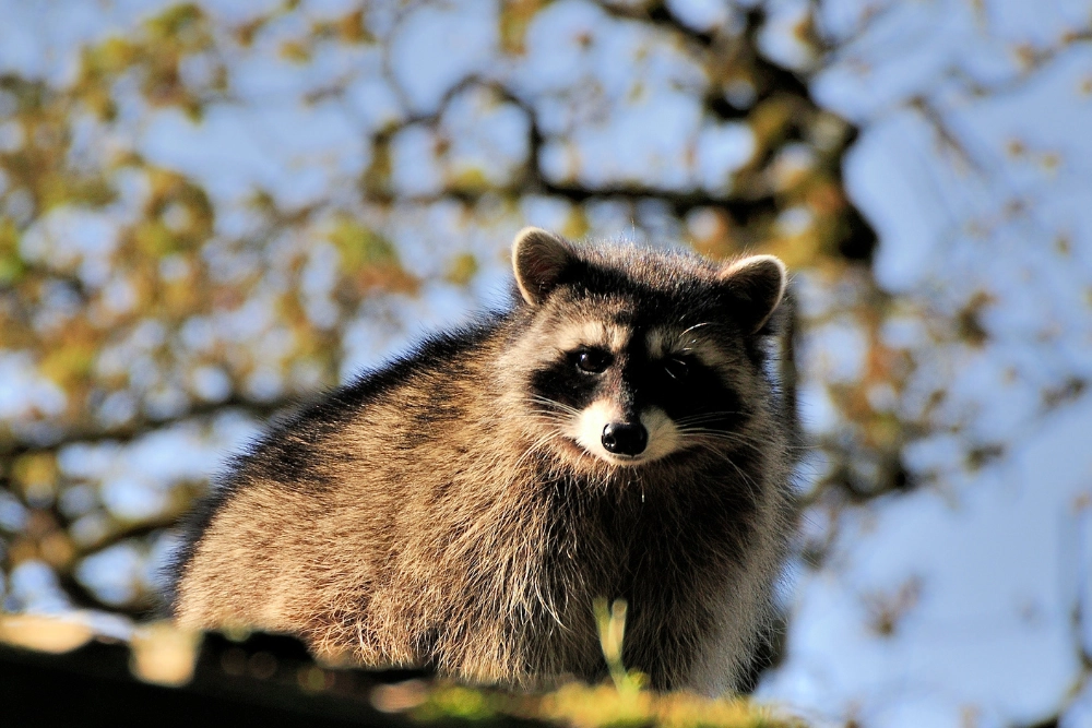 Raccoon standing on a roof, a common nuisance wildlife animal that can invade homes in Wisconsin.